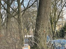 Knick in der Tilsiter Str. (Foto: Linksfraktion Wandsbek) Knick in der Tilsiter Str. (Foto: Linksfraktion Wandsbek)